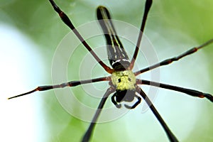 Â spider on the web, top view
